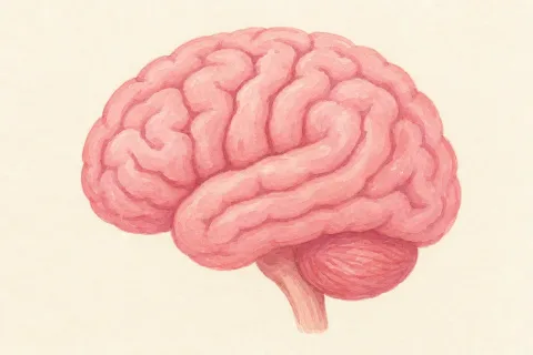 brain — the illustration on the cérebro card
