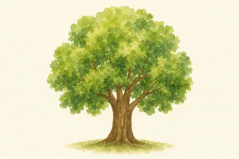 tree — the illustration on its card