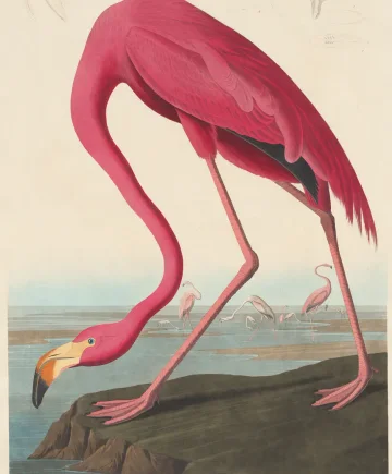 The Flamingo by Audubon