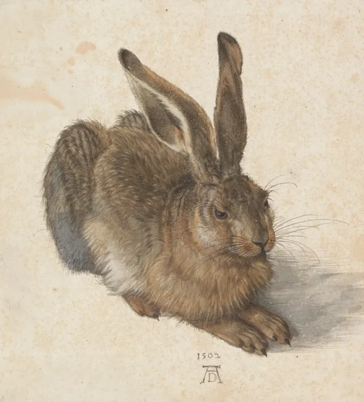 The Young Hare, all under paper