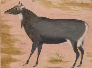 The Blue Bull