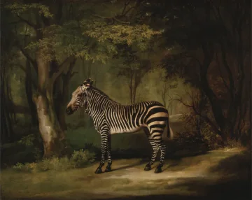 The Zebra