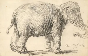 The Elephant by Rembrandt van Rijn